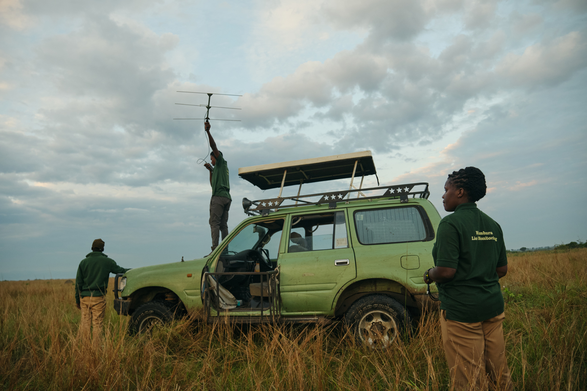 Big Cat Photography Safari with Dr Alexander Braczkowski